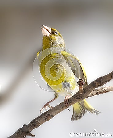 The nice green singing bird Stock Photo