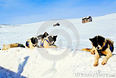 Nice resting Greenland sled dogs Stock Photo