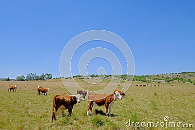 Nice herd of free range cows cattle on pasture, Uruguay Stock Photo