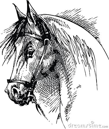 Nice horse head isolated Vector Illustration