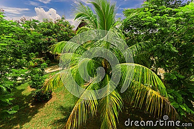 Nice inviting view of fluffy palm tree in tropical garden on sunny summer day Stock Photo