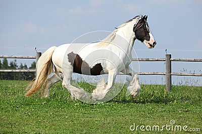 Nice irish cob running Stock Photo