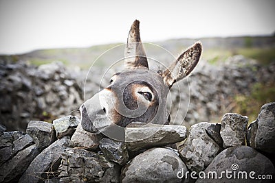 Nice Irish Donkey Behind A Stone Wall Stock Photo