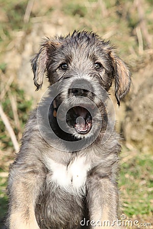 Nice Irish Wolfhound puppy looking at you Stock Photo