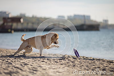 Close up portrait of concentrating dog playing with toy on the beach Stock Photo