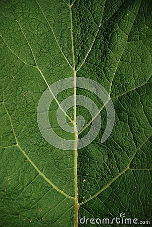A nice leaf texture with branching yellow veins Stock Photo