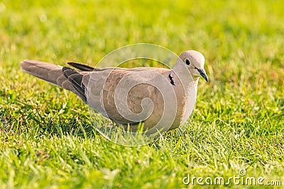 Nice light grey turtledove bird perched on lawn Stock Photo