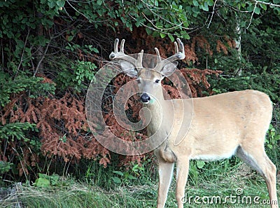 Nice little four point buck near Kenora Ontario Stock Photo