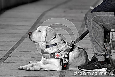 Nice little white blind dog n the walk Editorial Stock Photo