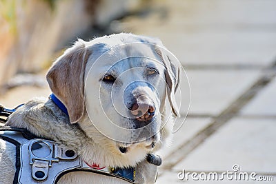 Nice little white blind dog n the walk Stock Photo