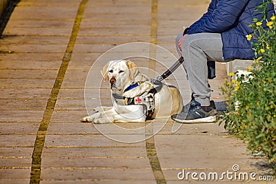 Nice little white blind dog n the walk Editorial Stock Photo