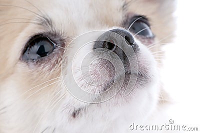 nice looking chihuahua portrait close-up Stock Photo