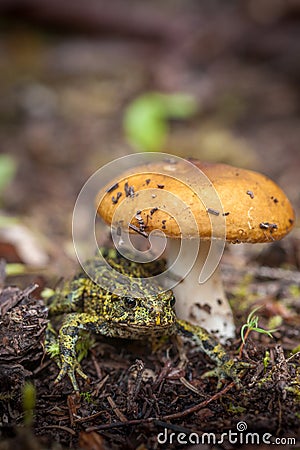 Northern Toad and Toadstool Stock Photo