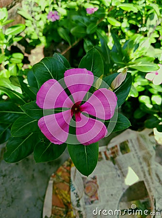 The nice looking pink color flower with green leaves Stock Photo