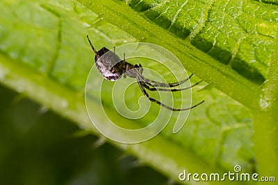 Nice macro image of a spider web sitting on its web with a blurred background and selective focus. A spider in a web is a close-up Stock Photo