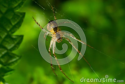 Nice macro image of a spider web sitting on its web with a blurred background and selective focus. A spider in a web is a close-up Stock Photo