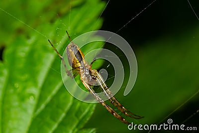 Nice macro image of a spider web sitting on its web with a blurred background and selective focus. A spider in a web is a close-up Stock Photo