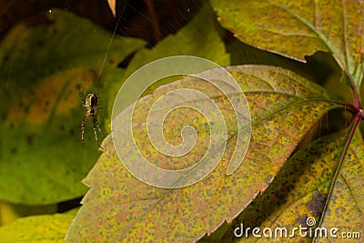 Nice macro image of a spider web sitting on its web with a blurred background and selective focus. A spider in a web is a close-up Stock Photo
