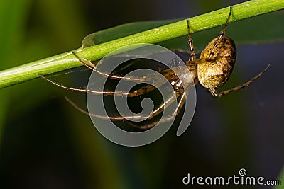 Nice macro image of a spider web sitting on its web with a blurred background and selective focus. A spider in a web is a close-up Stock Photo