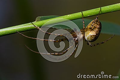 Nice macro image of a spider web sitting on its web with a blurred background and selective focus. A spider in a web is a close-up Stock Photo
