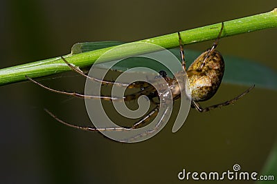 Nice macro image of a spider web sitting on its web with a blurred background and selective focus. A spider in a web is a close-up Stock Photo