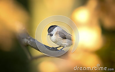 Nice marsh tit Parus palustris with autumn colors background, orange yellow brown Stock Photo