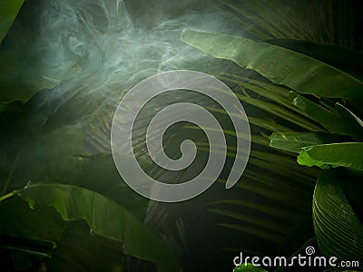 Nice mist green tropical jungle Stock Photo