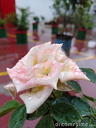 Nice natural amazing rose flower Stock Photo