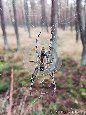 Big Spider In The Forest Stock Photo