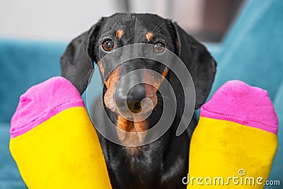 Nice obedient dachshund dog sits on sofa, looks at owner through legs and begs. Human feet in bright yellow and pink socks with Stock Photo