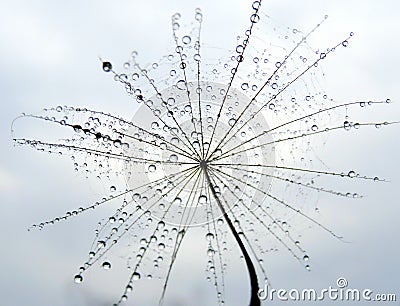 Nice part of dandeion seed with water drops - close up. Stock Photo