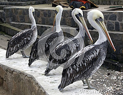 A nice photo of The Peruvian pelican Stock Photo