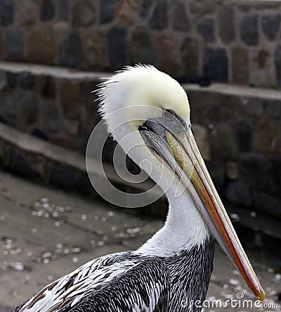 A nice photo of The Peruvian pelican Stock Photo