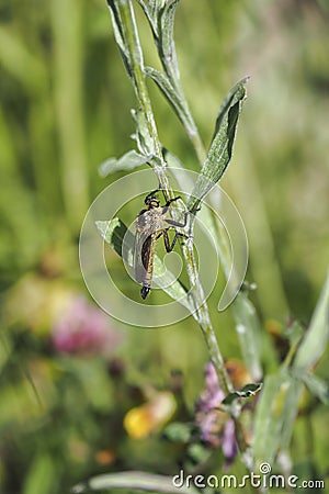 A nice picture of an indefinite robber fly from central europe Stock Photo