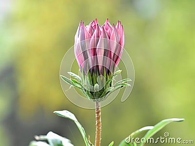 Nice pink daisy flower bud Stock Photo