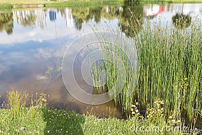 Nice pondside reeds Stock Photo