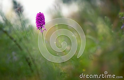 Nice portrait of Pyramidal orchid Anacamptis pyramidalis with smooth green background. Stock Photo