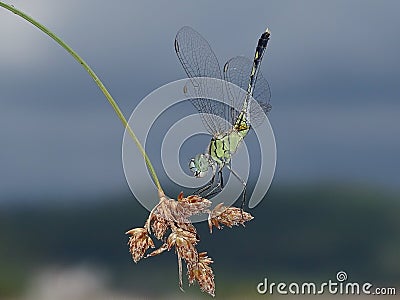 Nice pose of dragonfly Stock Photo
