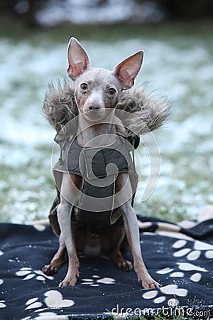 Nice prague ratter with dog clothes in winter Stock Photo