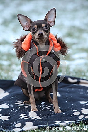 Nice prague ratter with dog clothes in winter Stock Photo