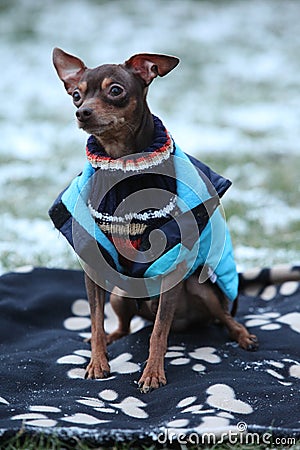 Nice prague ratter with dog clothes in winter Stock Photo