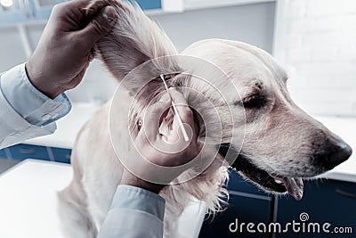 Nice professional doctor cleaning dogs ears Stock Photo