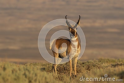 Alert Pronghorn Antelope Buck Stock Photo