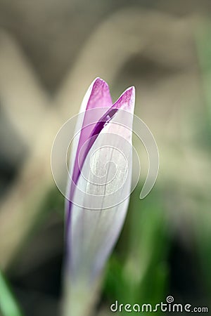 Nice purple Bud of Crocus blossoms in early spring Stock Photo