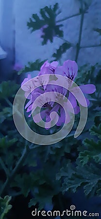 Nice purple flower Stock Photo