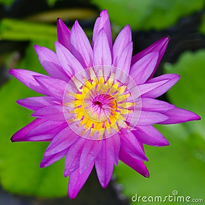 Nice purple waterlily Stock Photo