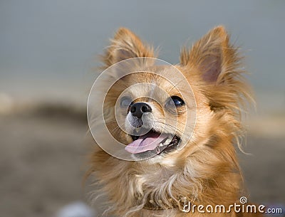 Nice red chihuahua portrait Stock Photo