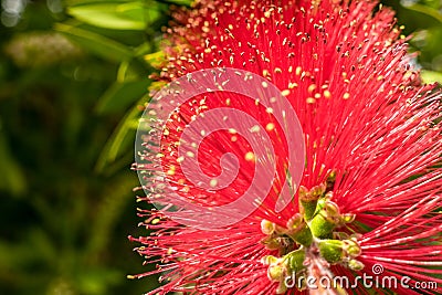 Nice red spiky flower Stock Photo