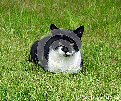 Resting beautiful cat on green grass, Lithuania Stock Photo