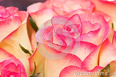 Nice roses Stock Photo